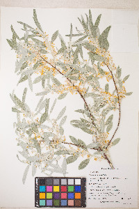 Elaeagnus angustifolia image
