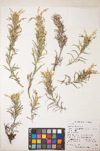 Castilleja sessiliflora image