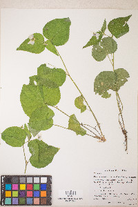 Viola canadensis var. rugulosa image