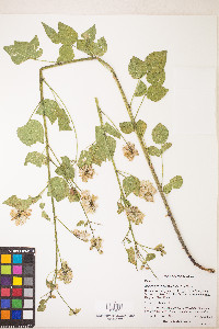Rupertia physodes image