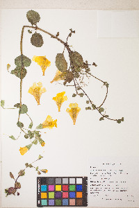Erythranthe grandis image