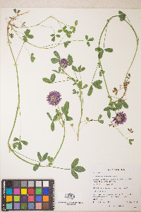 Trifolium wormskioldii image