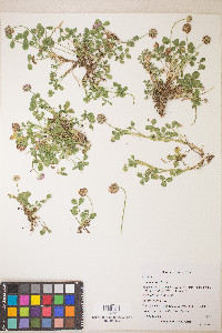 Trifolium fragiferum image
