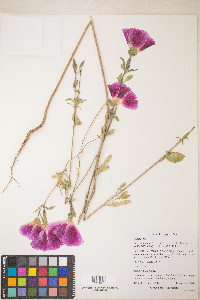 Clarkia amoena image