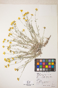 Eriophyllum lanatum image