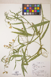 Lathyrus sylvestris image