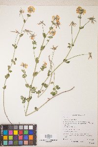 Lotus uliginosus image