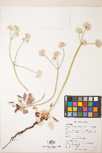 Eriogonum nudum var. paralinum image
