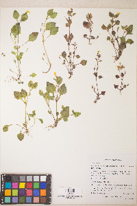 Erythranthe alsinoides image
