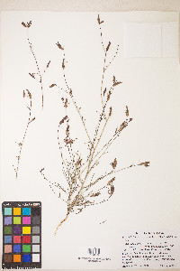 Cordylanthus tenuis subsp. tenuis image