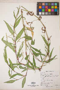 Persicaria hydropiper image