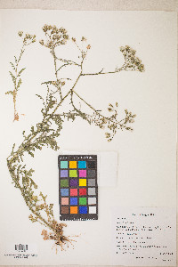 Senecio sylvaticus image