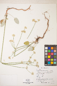 Eriogonum nudum var. nudum image