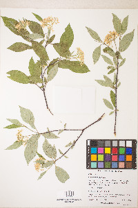 Cornus racemosa image