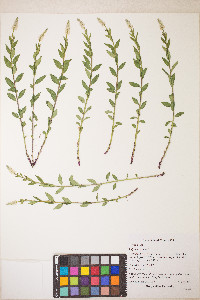 Polygala senega image
