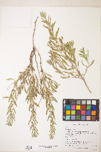 Iva axillaris image