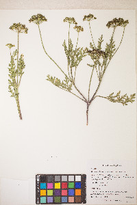 Musineon divaricatum image