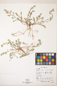 Polygonum aviculare var. buxiforme image