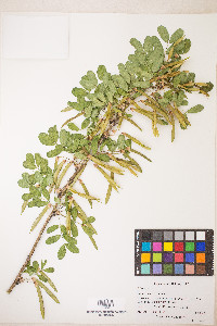 Caragana arborescens image