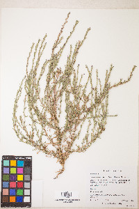 Epilobium torreyi image