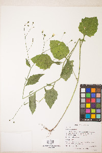 Lapsana communis image