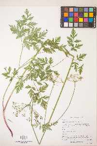 Ligusticum apiifolium image