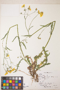 Crepis capillaris image