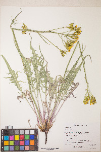 Crepis acuminata image