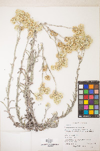 Pseudognaphalium stramineum image