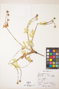 Sanicula arctopoides image