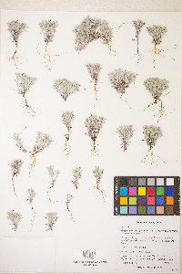 Hesperevax sparsiflora image