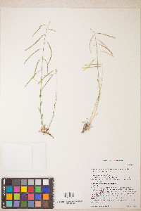 Boechera pendulocarpa image