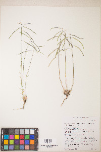 Boechera pendulocarpa image