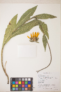 Wyethia angustifolia image
