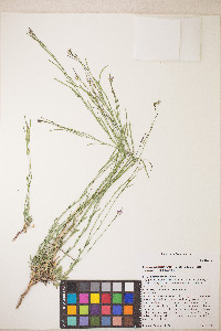 Boechera pratincola image