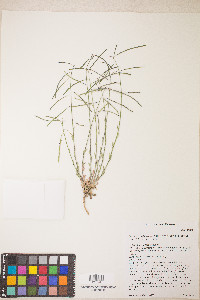 Boechera pendulocarpa image