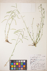 Boechera pendulina image