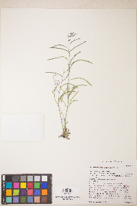 Boechera pendulina image
