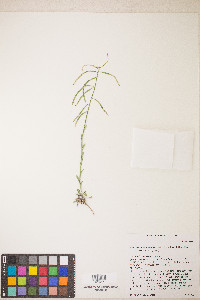 Boechera pendulocarpa image
