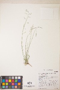 Boechera pendulocarpa image