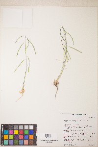 Boechera pendulocarpa image