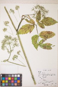 Angelica genuflexa image