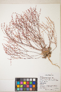 Eriogonum vimineum image