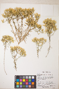 Chrysothamnus viscidiflorus var. viscidiflorus image