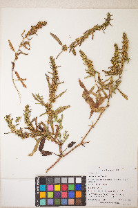 Rumex persicarioides image