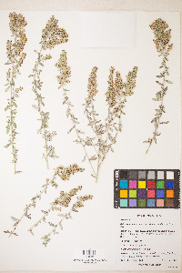 Artemisia ludoviciana subsp. incompta image