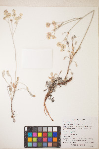 Eriogonum niveum image