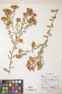 Grindelia squarrosa var. serrulata image