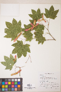 Acer circinatum image
