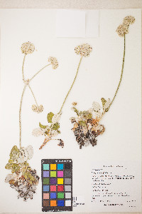 Eriogonum latifolium image